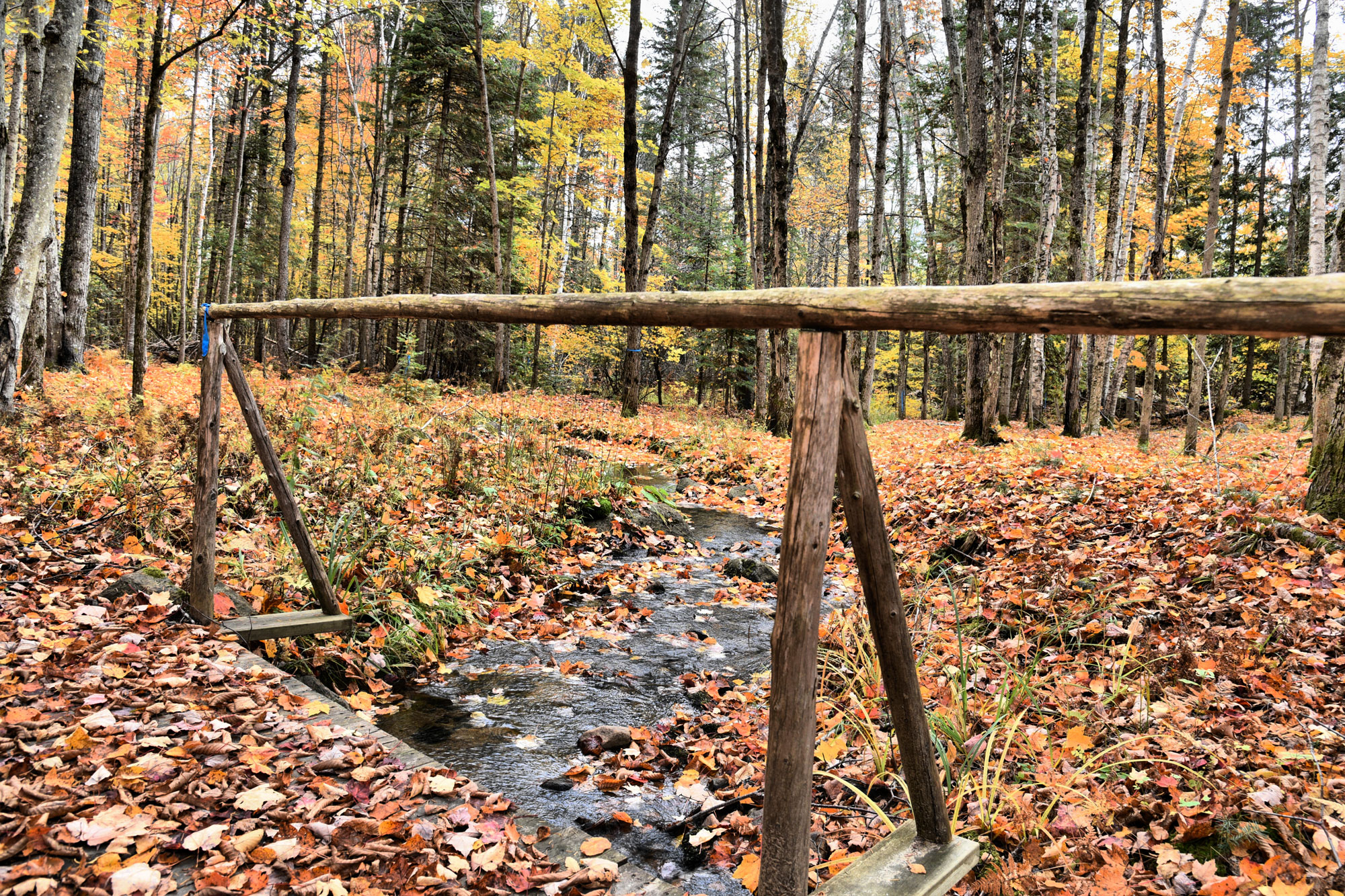 Forest bridge